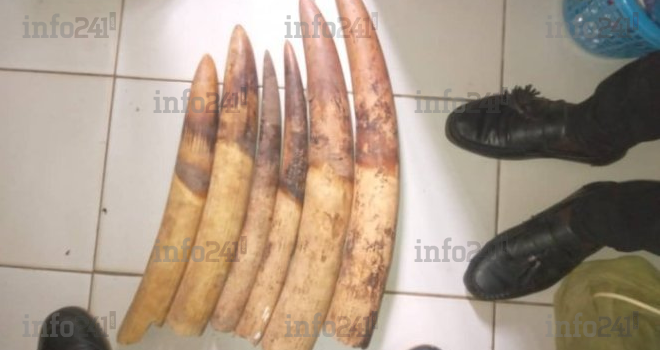  Oyem : 3 hommes épinglés avec six pointes d’ivoire devant la justice gabonaise ce vendredi