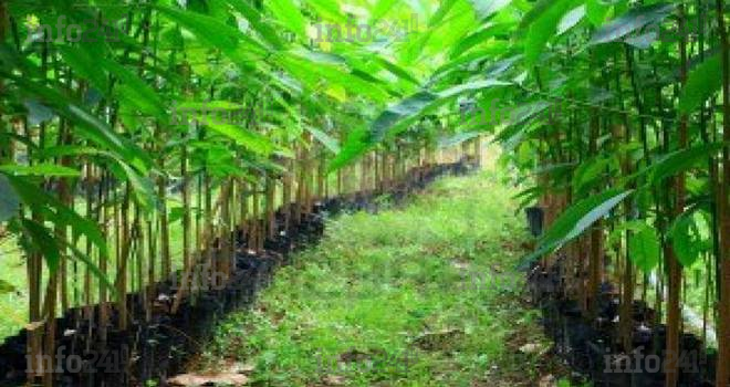 BVMAC&nbsp;: introduction de Siat Gabon à minima