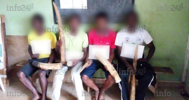 Makokou&nbsp;: quatre trafiquants d’ivoire dans les filets de la police judiciaire gabonaise