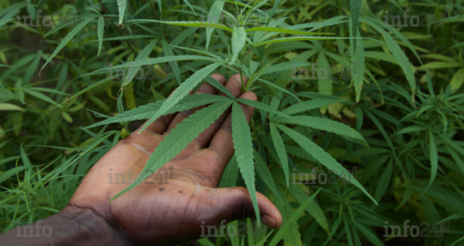 Le cannabis est sorti de la liste des drogues dangereuses des Nations-Unies