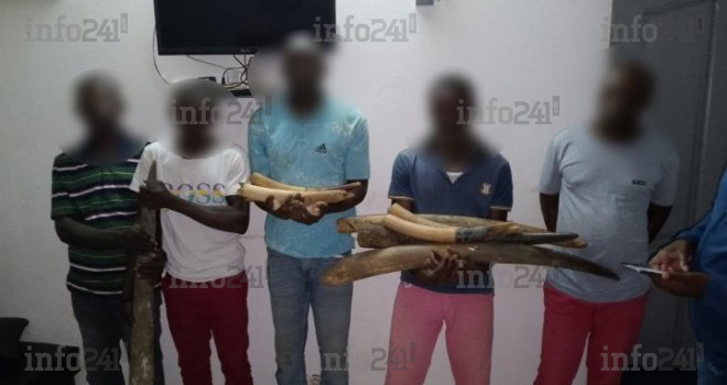 Kango&nbsp;: Cinq présumés braconniers gabonais interpelés avec 9 pointes d’ivoire